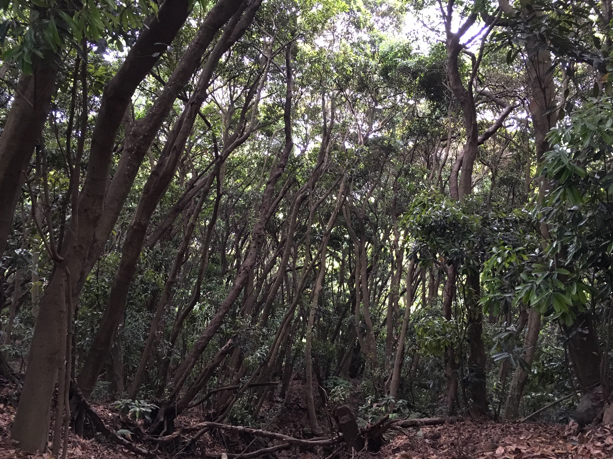 恐ろしい生物に襲われた話