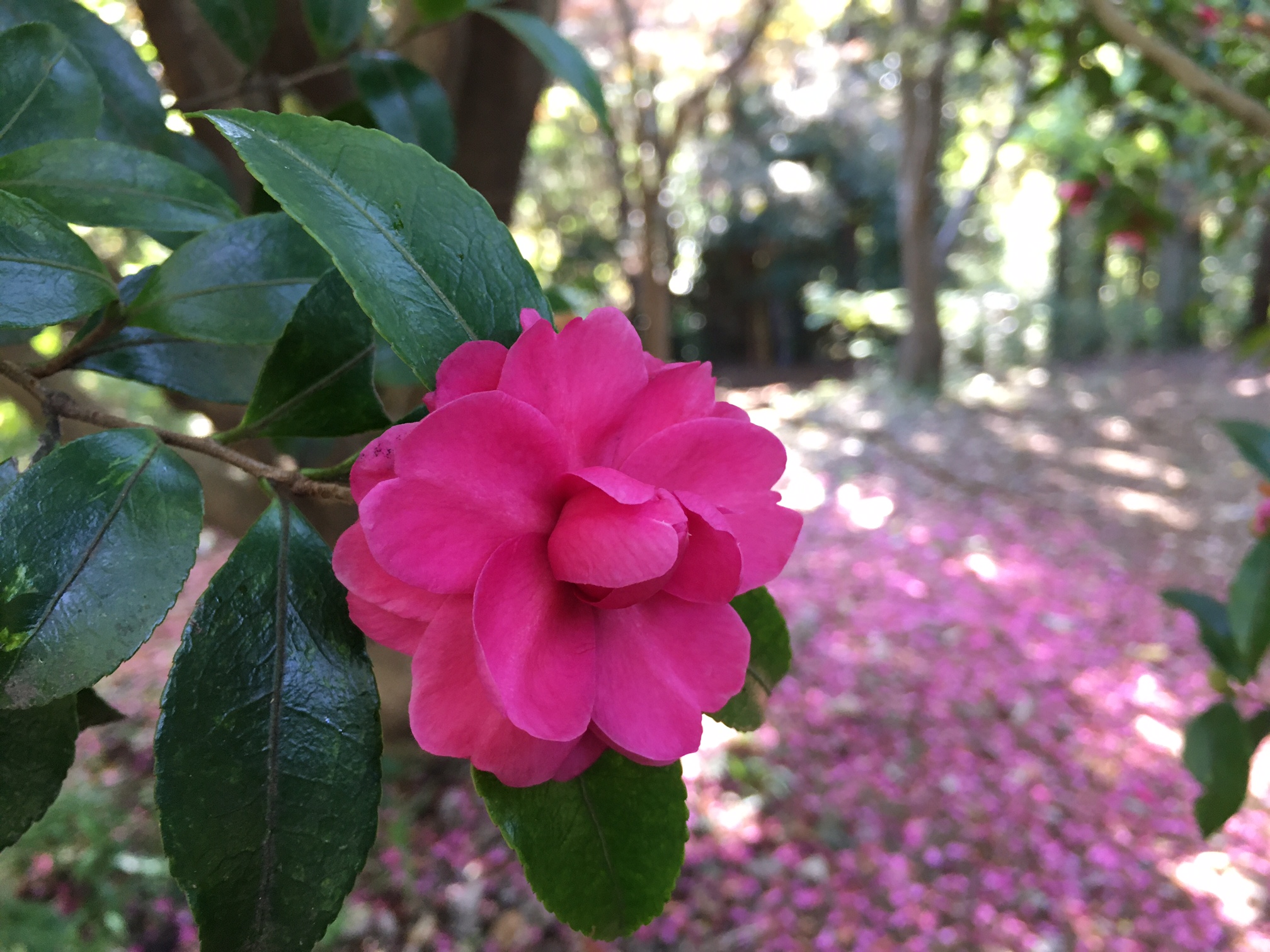 果たしてメルカリの女神は妻に微笑むのか！？