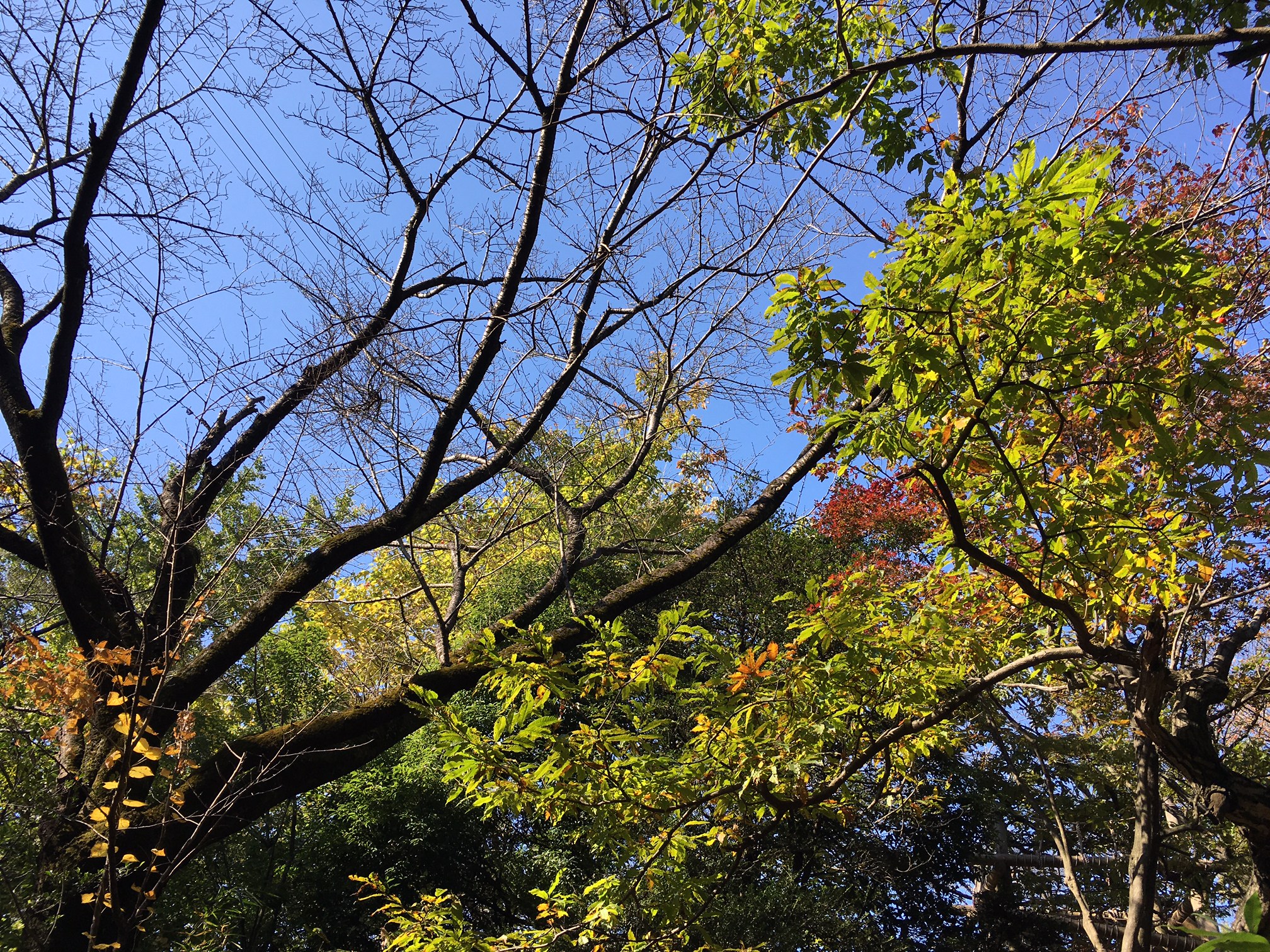 今年最初の吉日、どう過ごしますか？