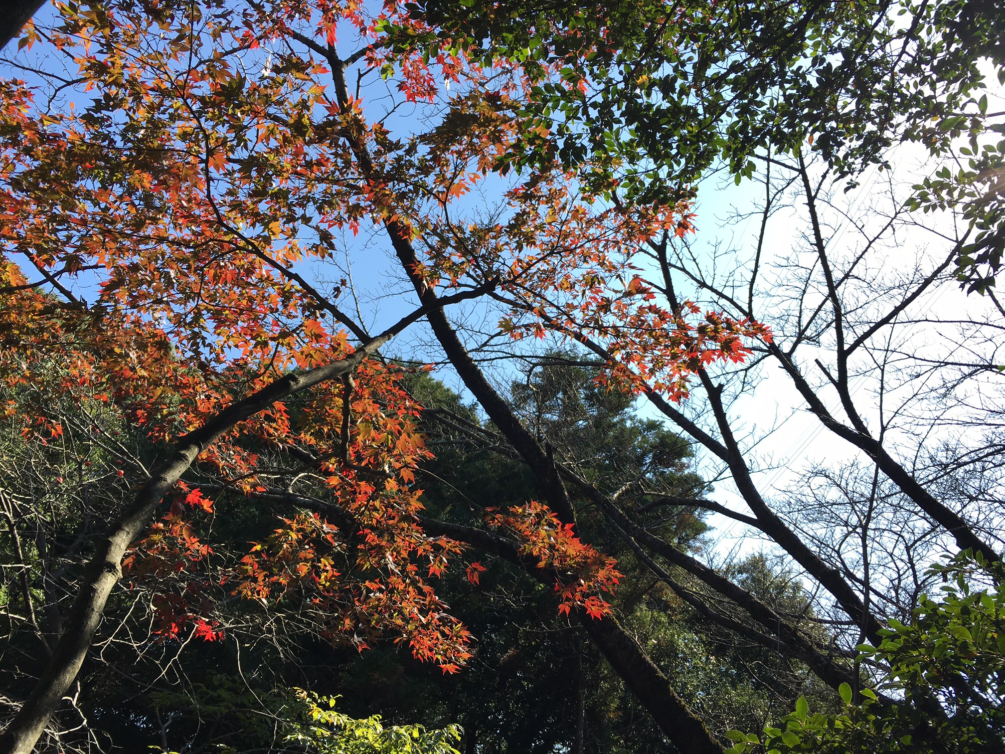 快晴のポカポカ陽気だけどめちゃ疲れた…